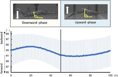 Muscle Synergy of the Underwater Undulatory Swimming in Elite Male Swimmers